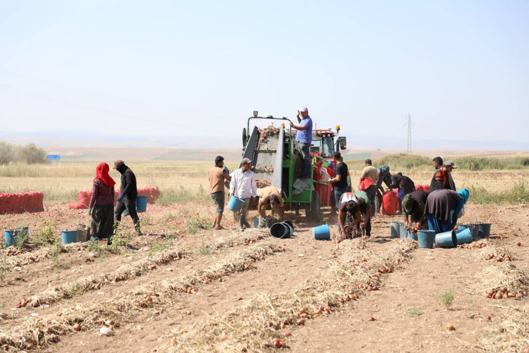 Alaca morunda hasat başladı: Türkiye'nin dört bir yanına ve yurt dışına yollanıyor 2